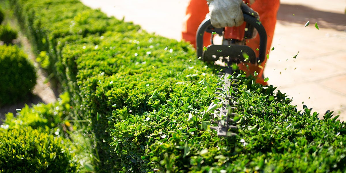 Hedge Trimming
