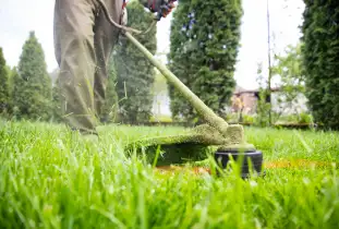 A landscaped yard