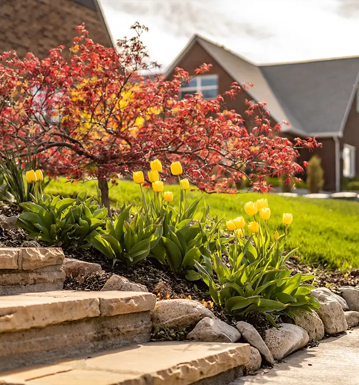 A landscaped yard