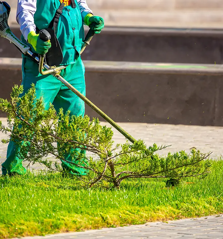 Person using a weed trimmer