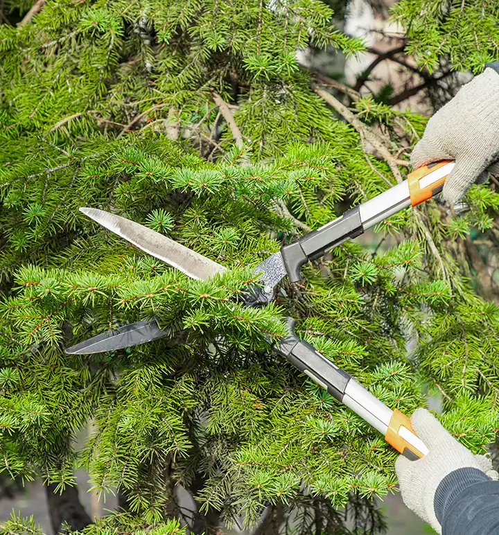 Someone trimming a tree
